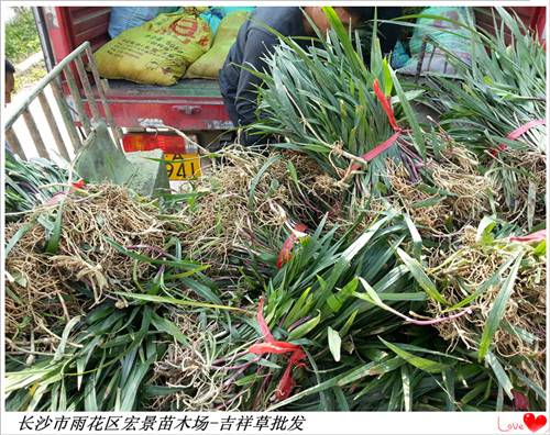 湖南吉祥草价格,湖南玉龙草价格,浏阳吉祥草价格-宏景苗木场 湖南吉祥草价格,湖南玉龙草价格,浏阳吉祥草价格-宏景苗木场