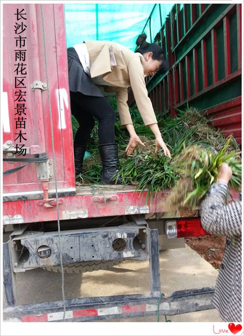 湖南吉祥草价格,湖南玉龙草价格,浏阳吉祥草价格-宏景苗木场 湖南吉祥草价格,湖南玉龙草价格,浏阳吉祥草价格-宏景苗木场