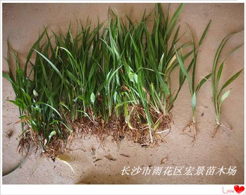 湖南吉祥草价格,湖南玉龙草价格,浏阳吉祥草价格-宏景苗木场 湖南吉祥草价格,湖南玉龙草价格,浏阳吉祥草价格-宏景苗木场